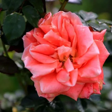 “il Nespolino” Tuscan *