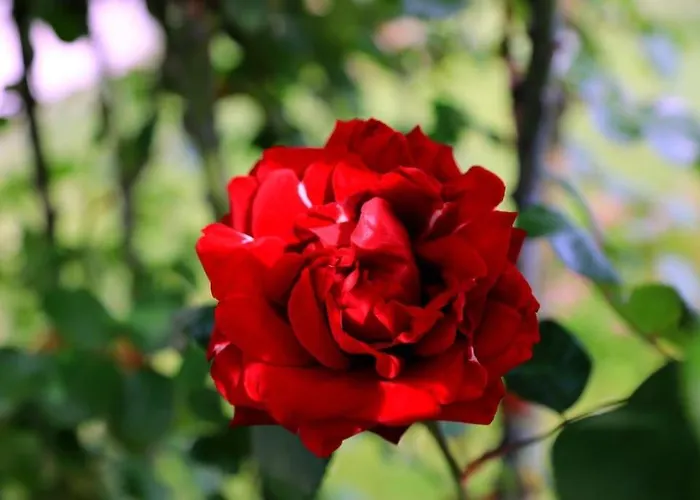 “il Nespolino” Tuscan * 锡耶纳