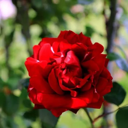 “il Nespolino” Tuscan * Siena