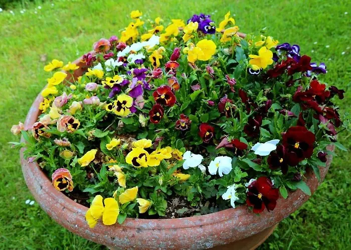 “il Nespolino” Tuscan