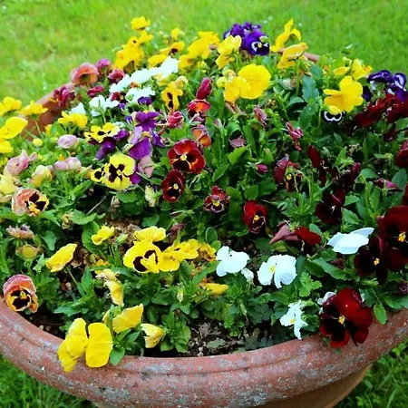 “il Nespolino” Tuscan