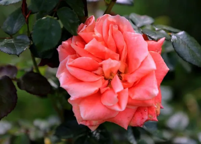 “il Nespolino” Tuscan *